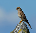 Tornfalken p&aring; stenen