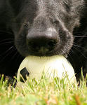 Nose On The Ball