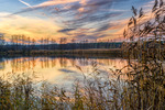 Through the Reeds