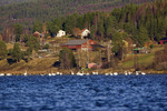 Fågelliv