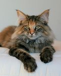 Greta