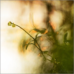 2 4  j a n u a r i 2 0 1 5