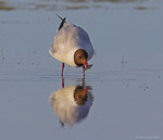 Fiskande skrattm&aring;s i spegling