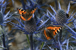 Nässelfjärilar