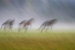 Flyende hästar i dimman