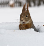 Vinterf&ouml;rr&aring;det hittad!