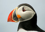 Puffin profil