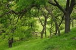 Sunol Wilderness