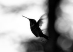 Kolibrin