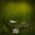 Kv&auml;llsstj&auml;rna