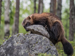 Järv vid ryska gränsen