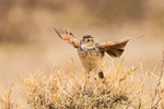 Rufous-naped Lark 20151103-1911.jpg