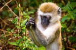 Aporna i Lake Manyara