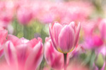 Tulip dream
