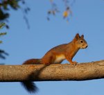 Kl&auml;ttrande korre