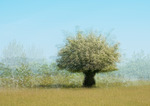 Det vita trädet
