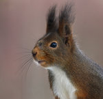 Portr&auml;tt p&aring; en &auml;rrad v&auml;n