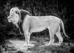 Lejon i Sydafrika