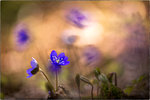 Blåviringen (Anemone hepatica)