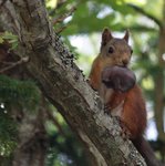 Flytt av ekorrbarn