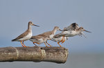 Tereksnappa (Terek Sandpiper)