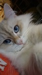 Tyson 2,5 år är en Neva Masqurade  med vackra blå ögon