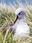 Ruvande gråhuvad albatross