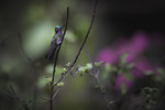 Purple-throathed mountain-gem Hummingbird (male)