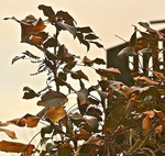 D&aring; det var h&ouml;st