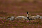 Lungpipare i blommande ljung