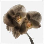 Tre varianter av Orchidé
