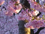 Körsbärsblommor i Kungsträdgården i soluppgången