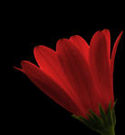 Att s&ouml;ka ljuset....