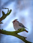 Waxwing 2.