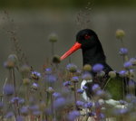 Strandskata med sommarblomster