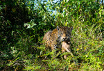 Jaguar i Pantanal