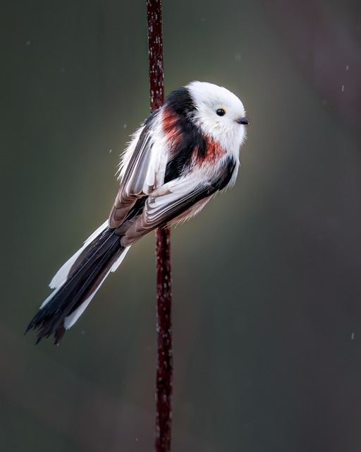 Long-Tailed tit