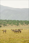 Plain Zebras. Serengeti NP, Tanzania.