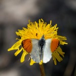 Aurorafj&auml;ril hane hona