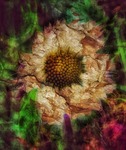 konstblomma