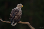 Havsörn - White-tailed eagle