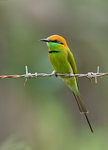 Green Bee-eater