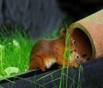 Mamma, jag litar inte p&aring; kattrackaren....