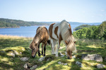 Hästar på sommarbete