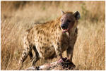 Hyena med byte
