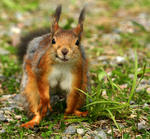 P&aring;v&auml;g in i gluggen