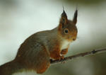 Ekorre p&aring; gren