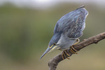 Striated Heron