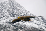 Örn i flykt på Lofoten