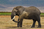 Smutskastande elefant